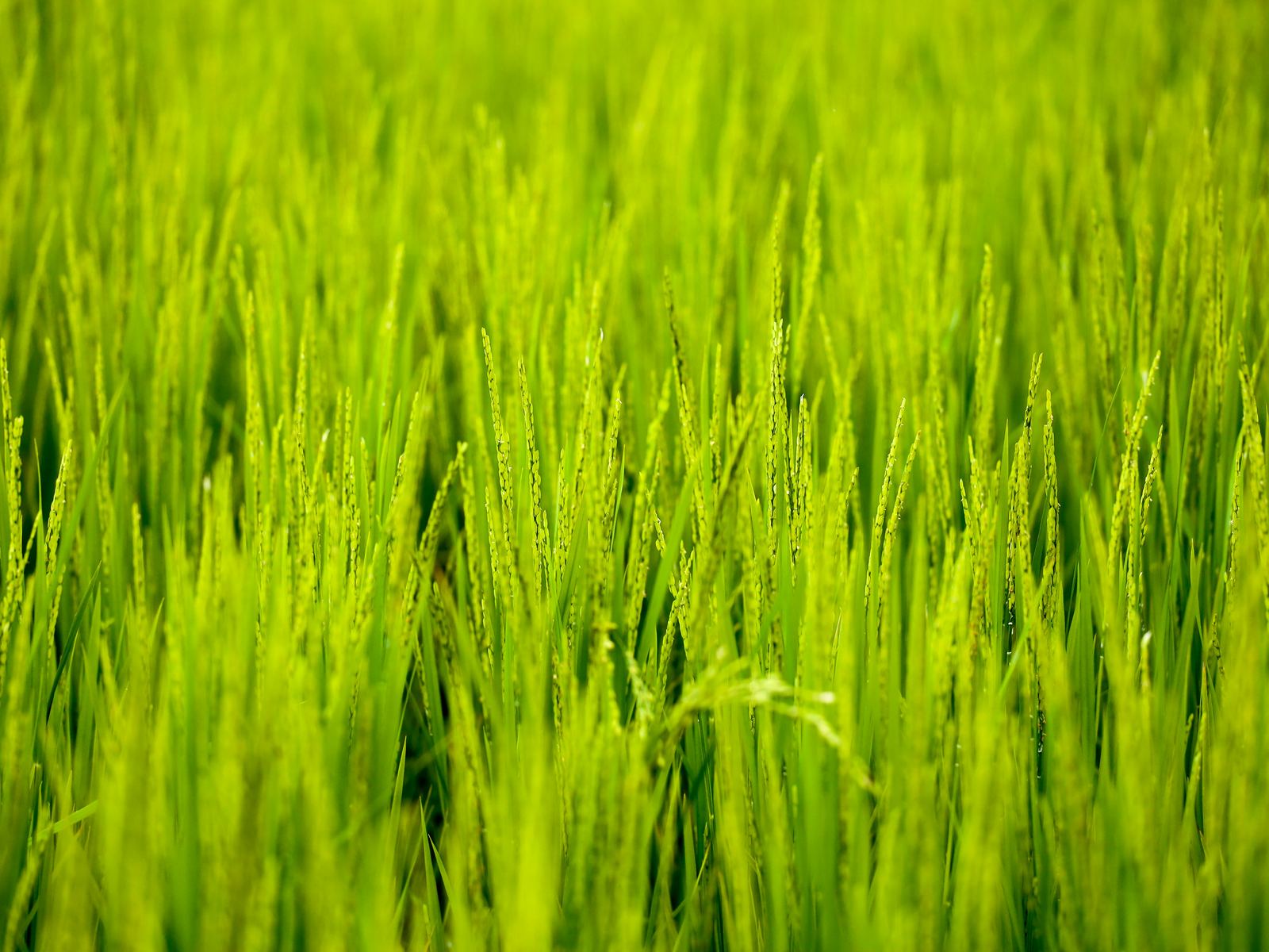 Fresh rice crop