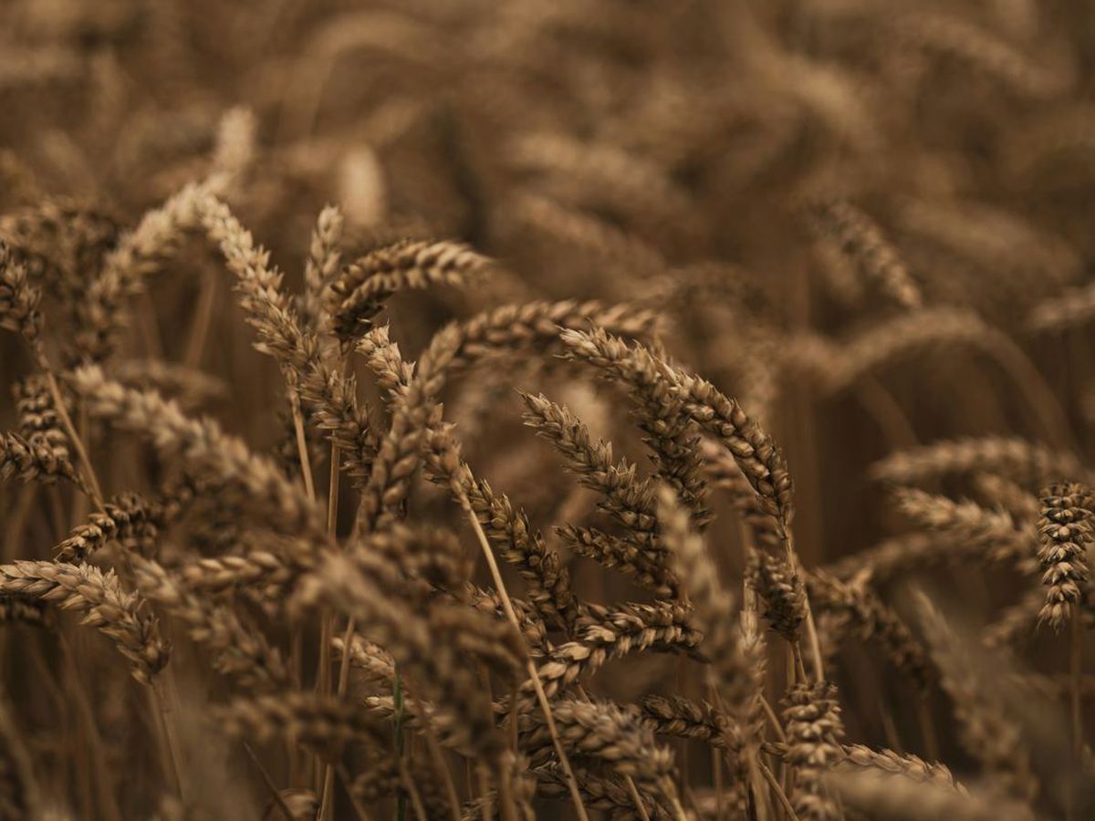 Wheat harvest